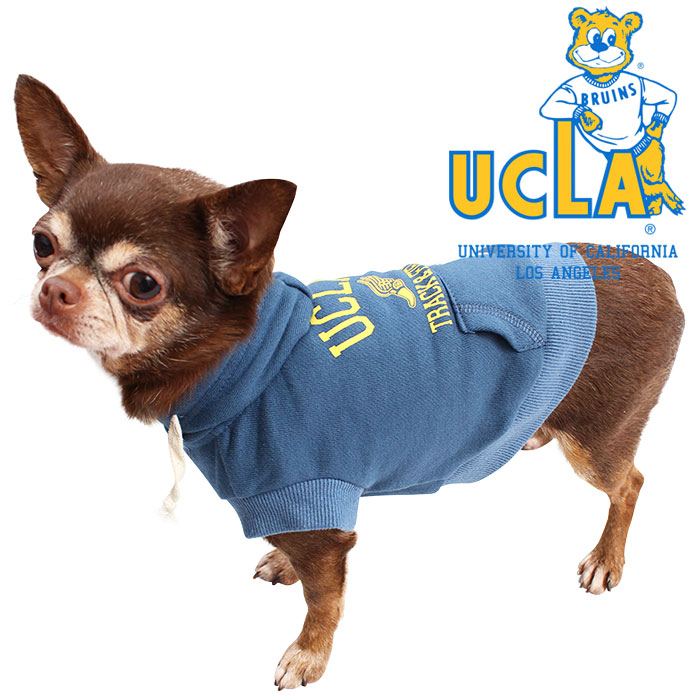 UCLAスウェットパーカーを試着したモデルの小型犬