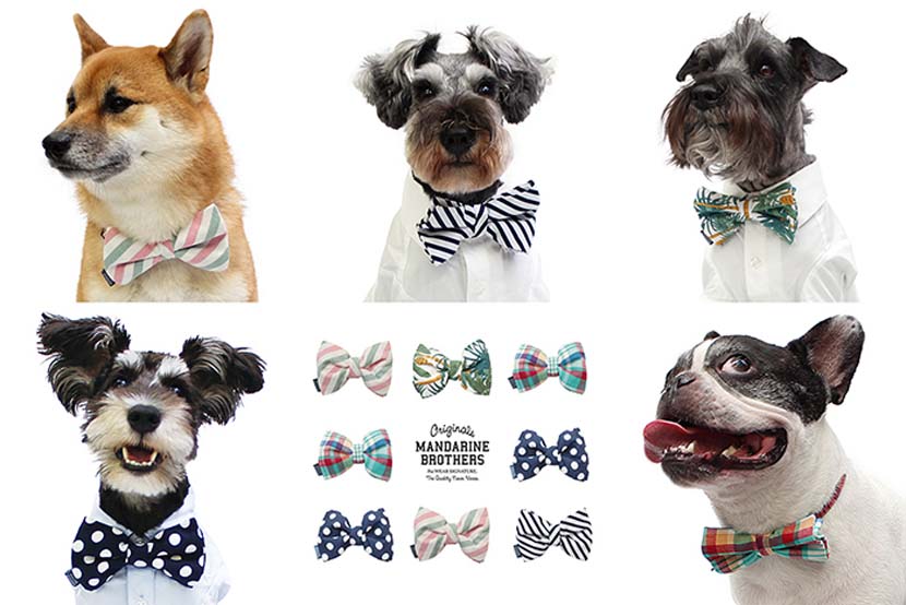 犬用の蝶ネクタイを付けた様々な犬種の犬たち