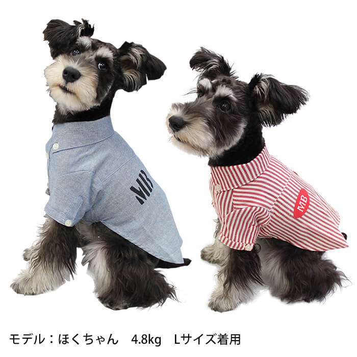 モデル犬のホクちゃん4,8ｋｇでLサイズ着用の画像